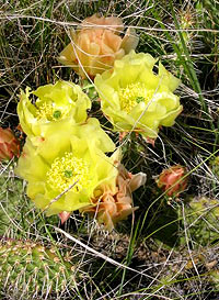Prickly Pear Cactus. Photo by Krista Connick.